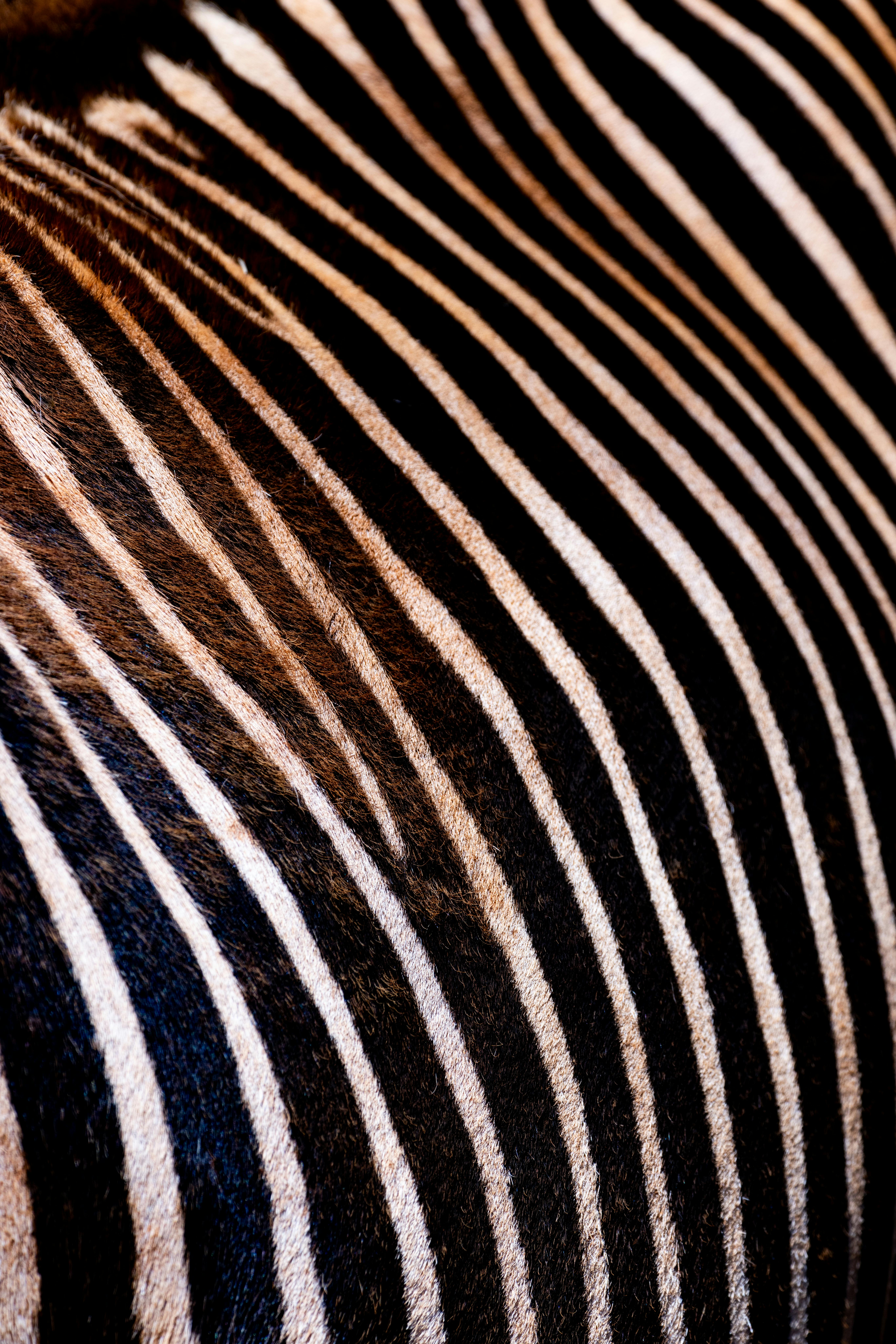 Detailed close-up of a zebra's stripes showing unique patterns at Cabárceno, Spain.