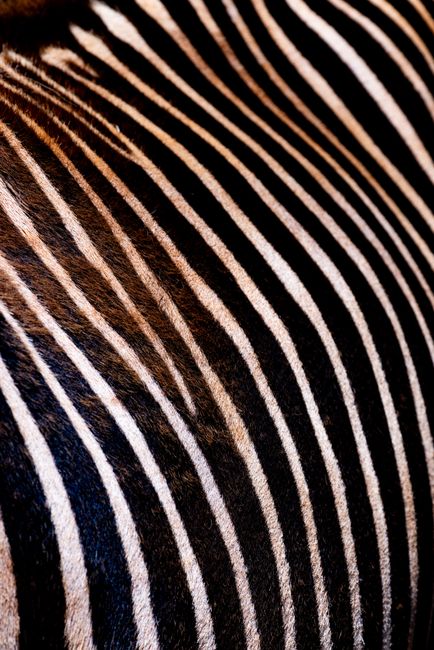 Detailed close-up of a zebra's stripes showing unique patterns at Cabárceno, Spain.