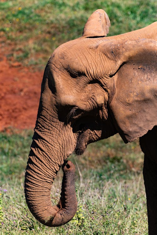 Foto profissional grátis de África, cabeça, elefante