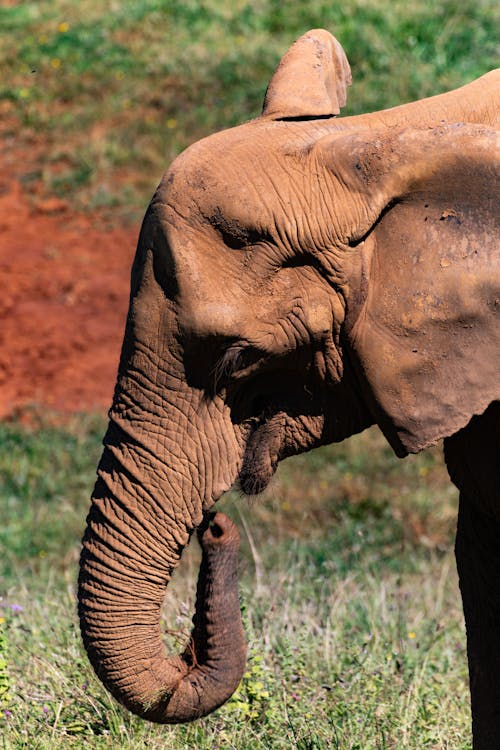 An Elephant Head