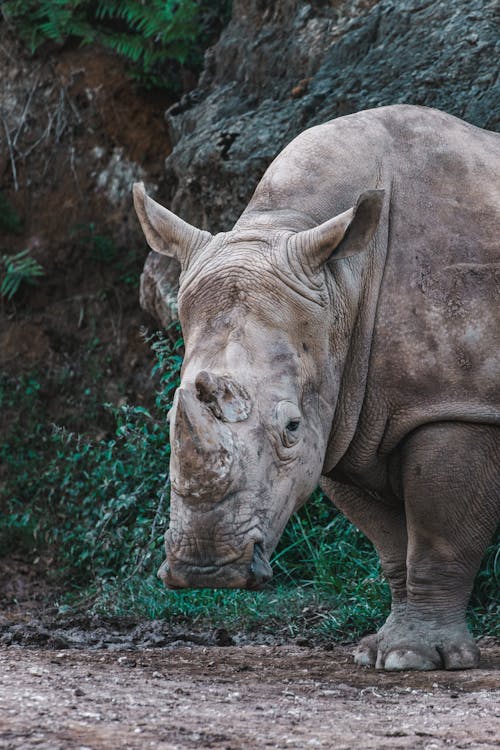 Giant Rhino Standing on Ground