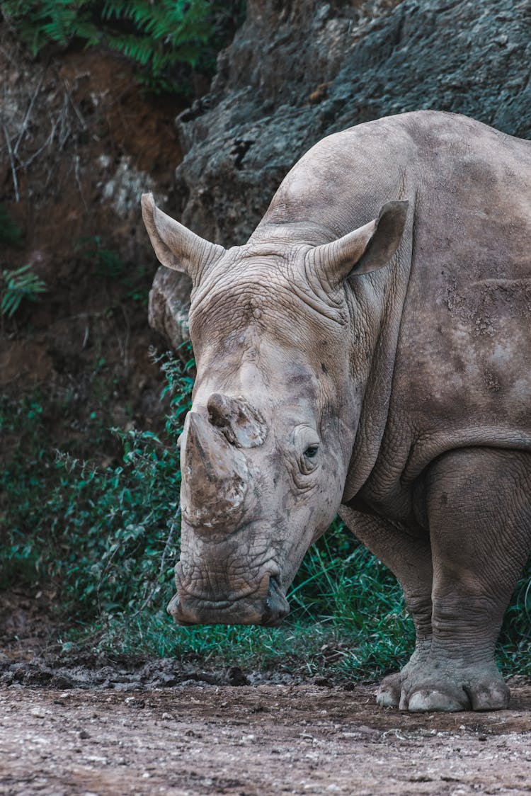 Giant Rhino Standing On Ground