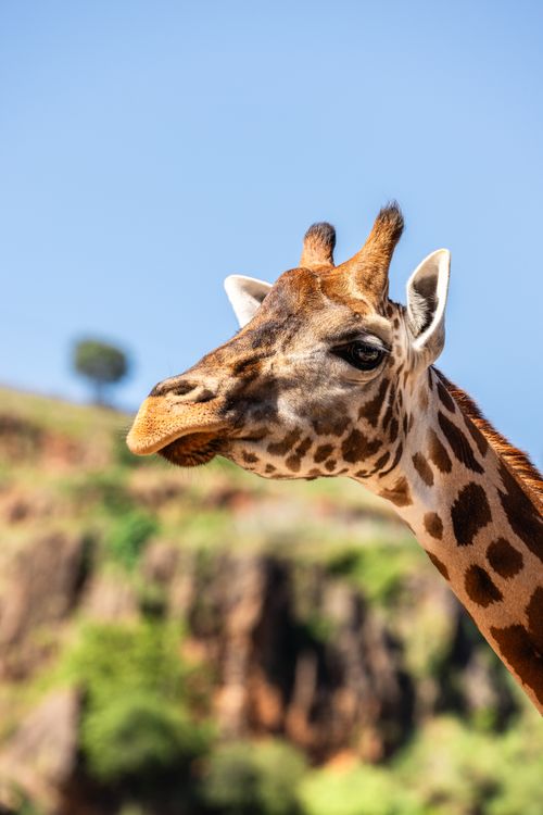 Free High-quality image of a giraffe's head with a natural backdrop, ideal for wildlife themes. Stock Photo