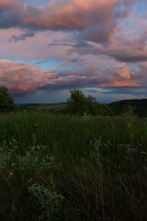 Meadow at Dusk