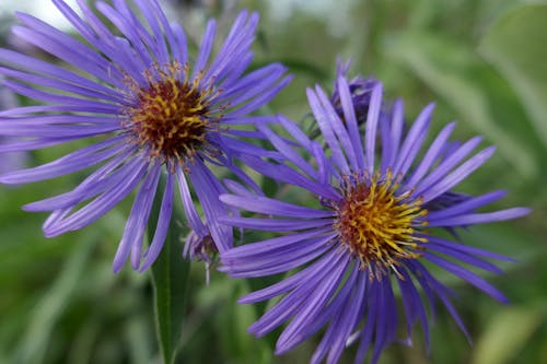 Free stock photo of flowers, purple flowers, wildflowers