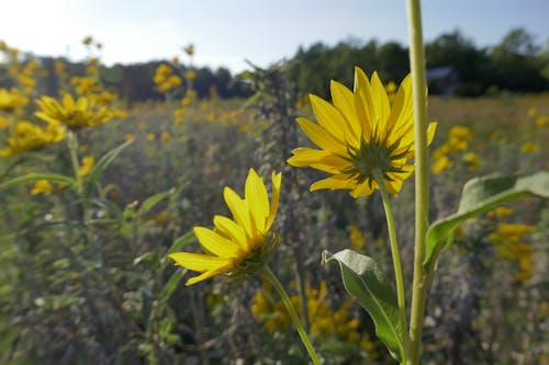 Free stock photo of flowers, prairie, sunflowers