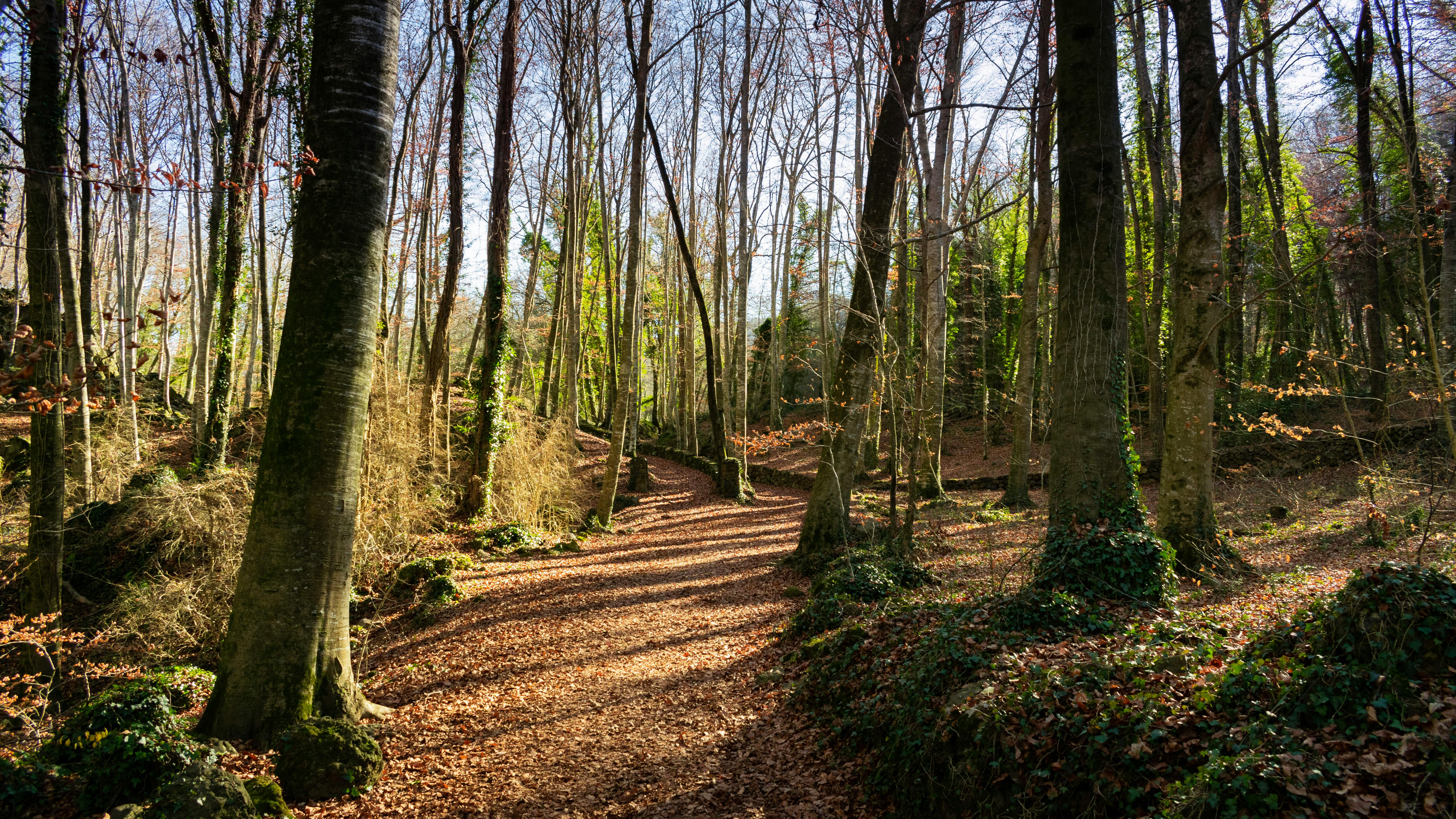 Free stock photo of beech, forest, trees