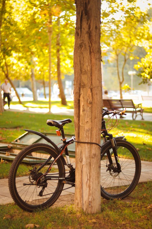 Bike in a Park