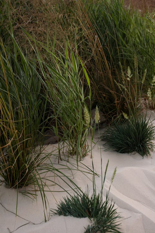 Ilmainen kuvapankkikuva tunnisteilla hiekka, hiekkaranta, kasvikunta