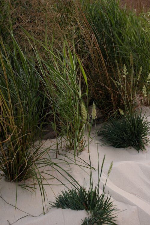 Close-up of Grass on the Beach