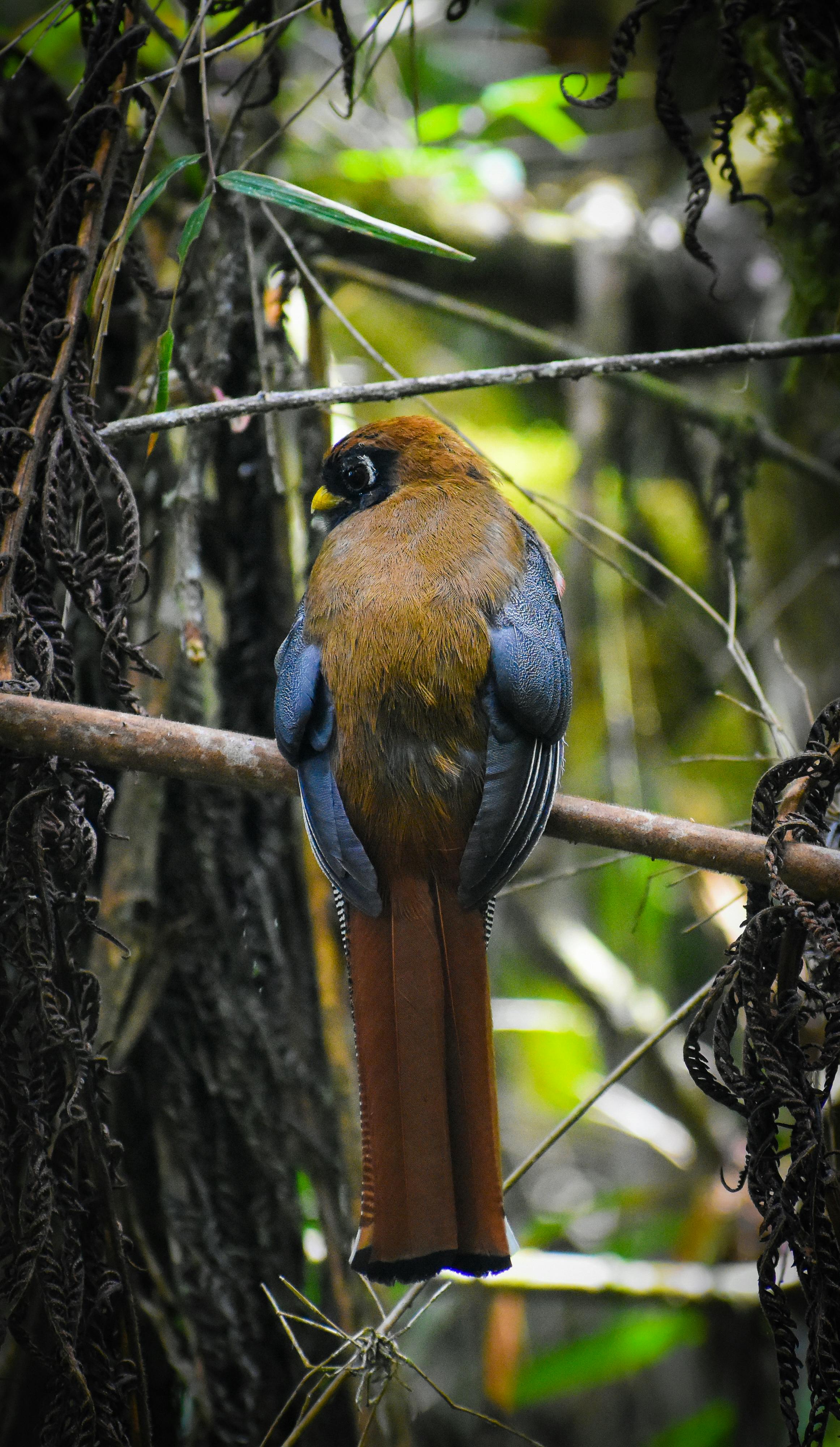 biodiversity of lakshadweep essay