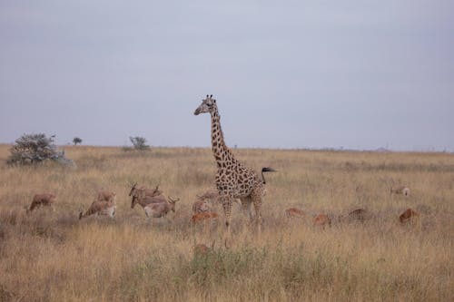 Single Giraffe among Gazelles
