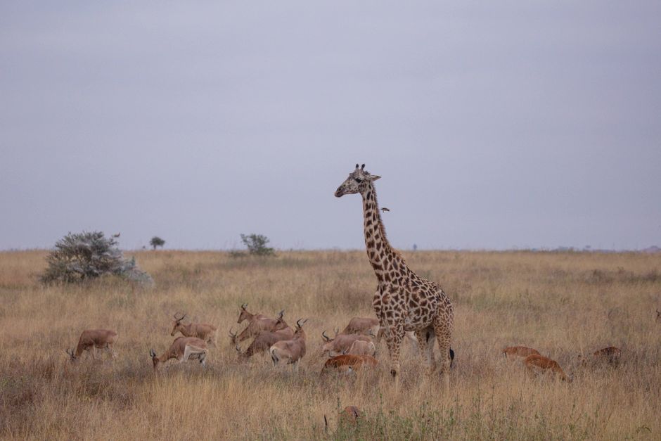 Giraffe and herd of gazelles in a natural African savanna, showcasing wildlife harmony.