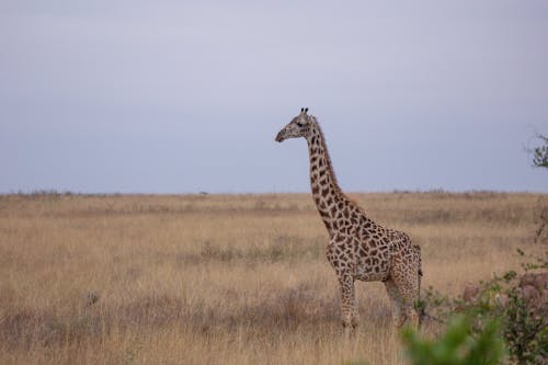 A Giraffe in African Landscape