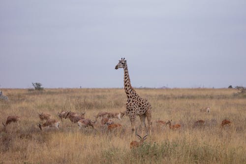 Gazelles and Giraffe in Grassland