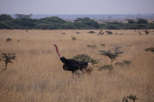 An Ostrich on Safari