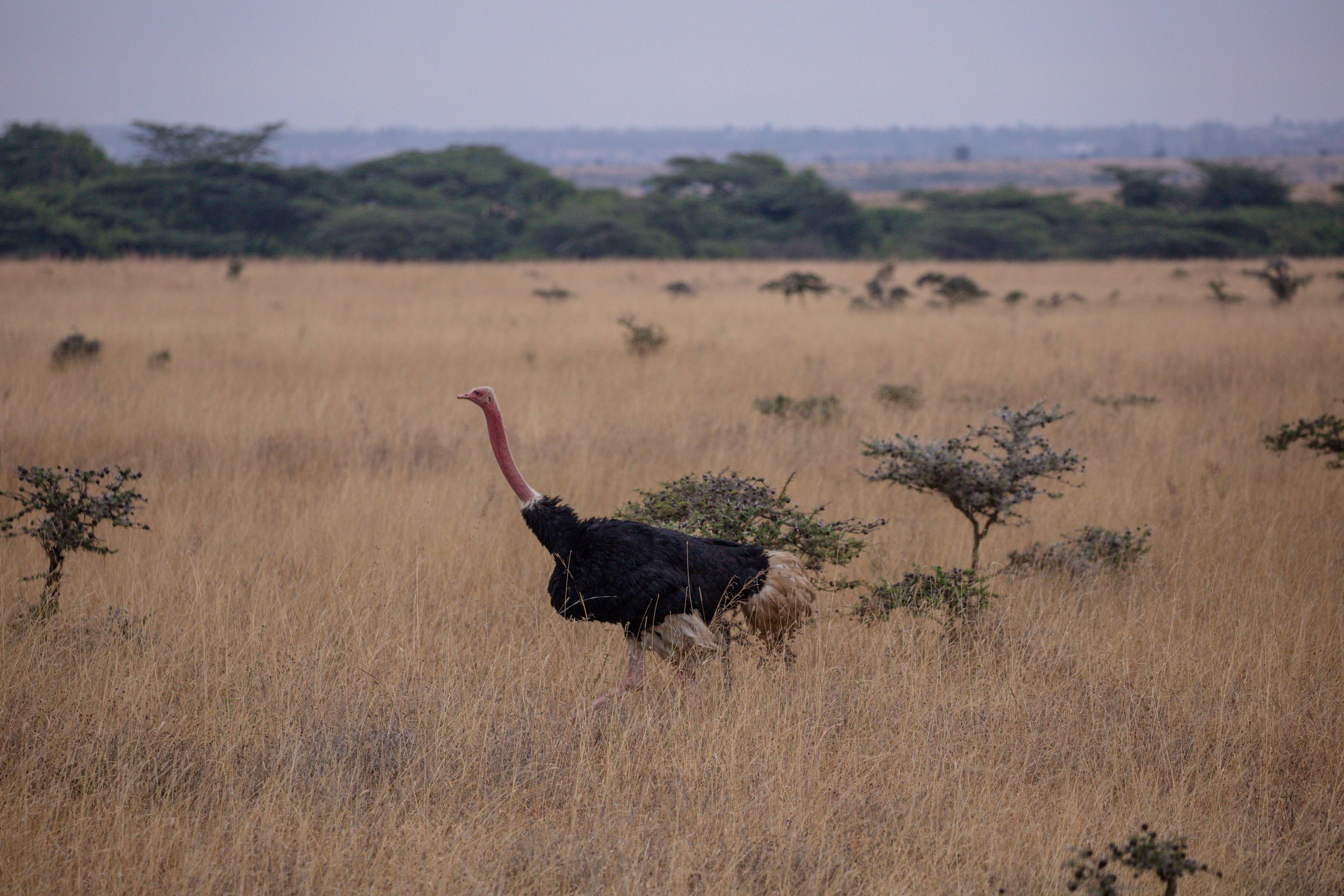 Photo gratuite de afrique, autruche, gros oiseau, herbe, oiseau — free download