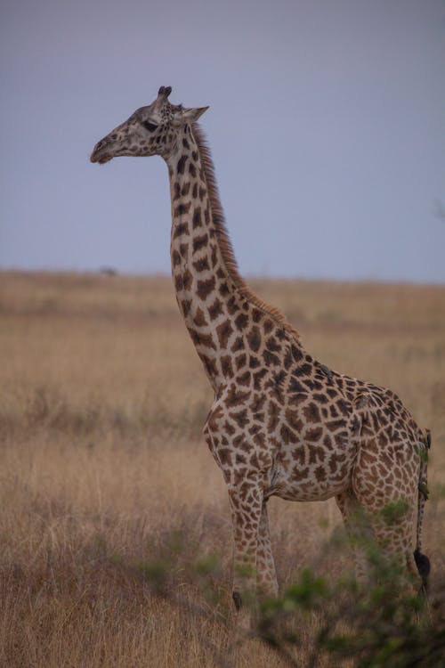 A Giraffe on Safari