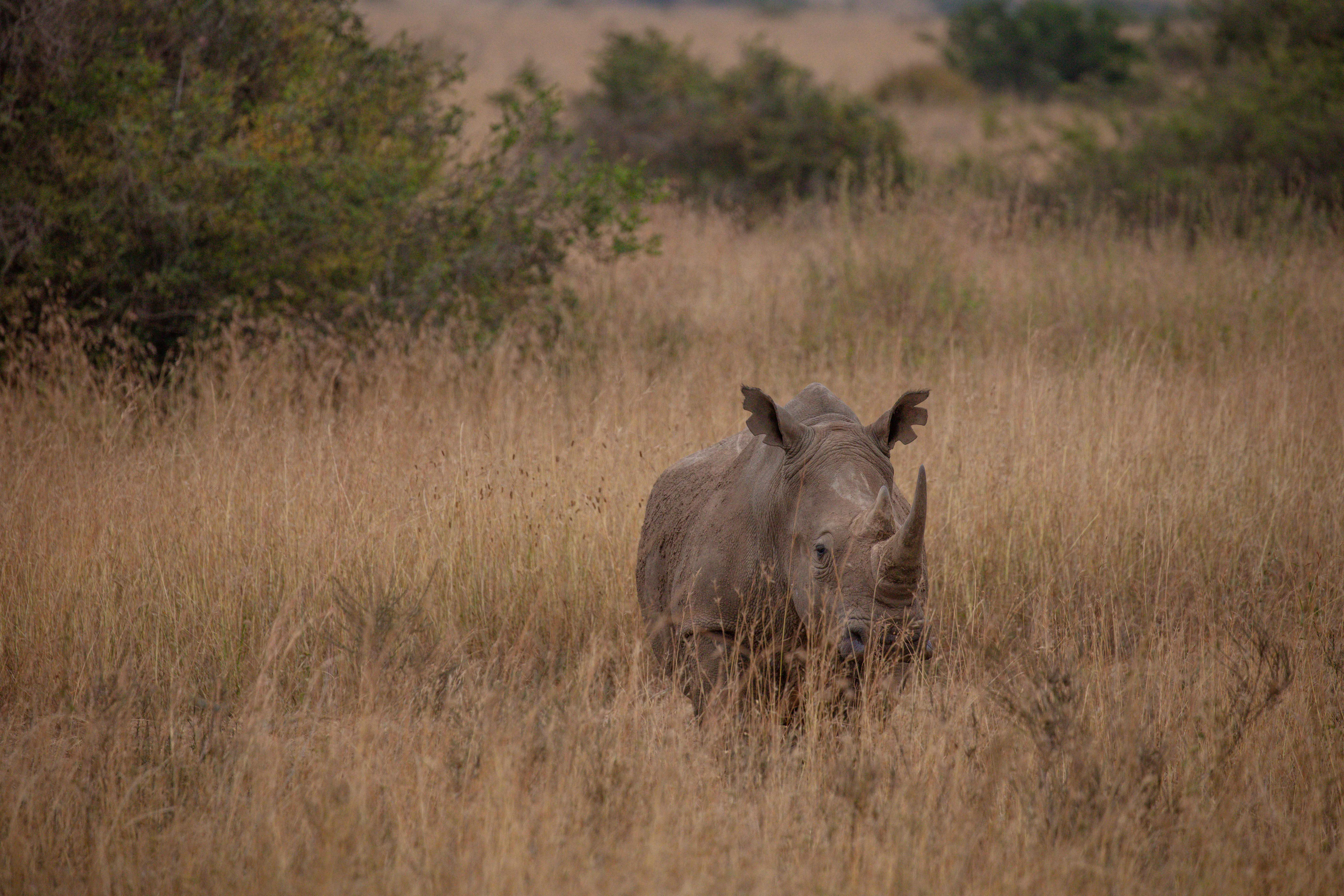 Gratuit Photos gratuites de afrique, animal, animaux sauvages Photos
