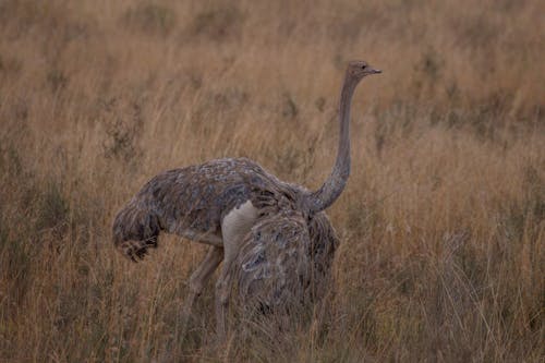 An Ostrich Against Grass