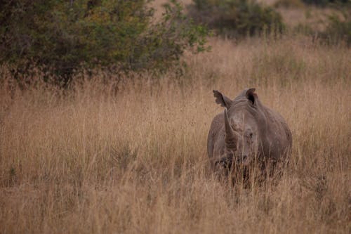 Free Rhinoceros on Safari Stock Photo