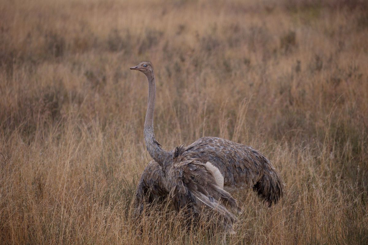 Ostrich in open grassland