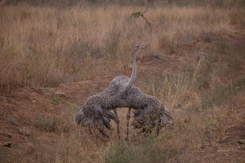 An Ostrich in African Landscape