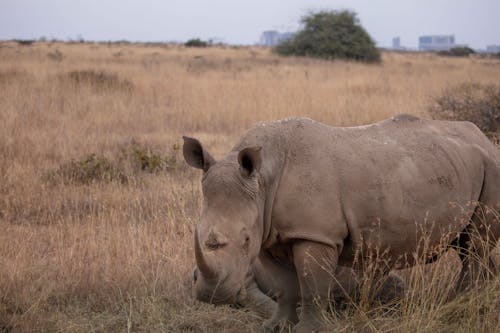 Black Rhino on Dry Land in Kenya