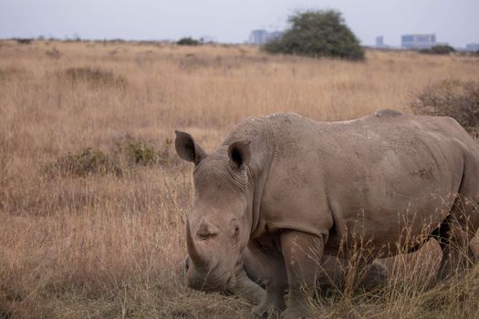 Black Rhino on Dry Land in Kenya