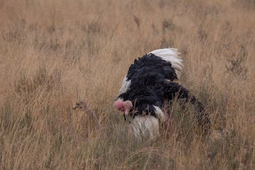 Gratis arkivbilde med afrika, afrikansk, afrikansk buffalo