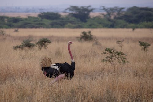 An Ostrich Walking Through Safari