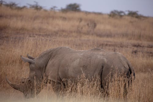 Gratis arkivbilde med afrika, afrikansk, afrikansk buffalo