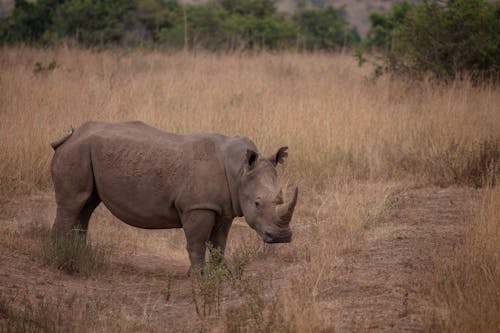 A Rhinoceros in Grass