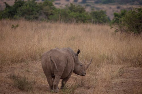 A Rhino on Safari