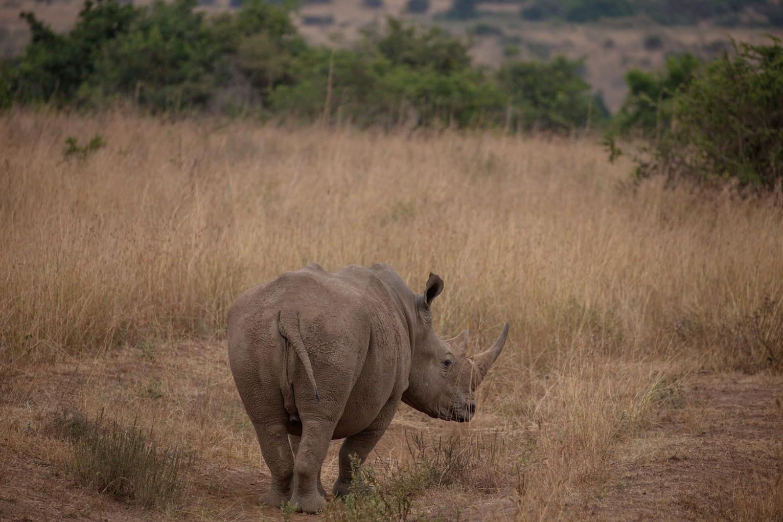 African Rhino Safari Photos, Download The BEST Free African Rhino
