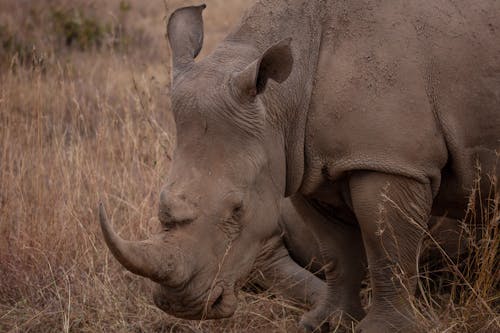Black Rhino on Savannah in Kenya