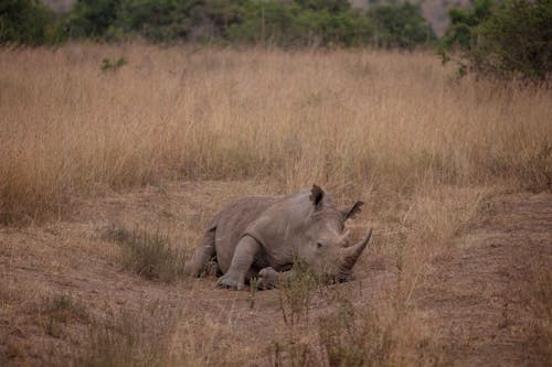 Black Rhino Carcass