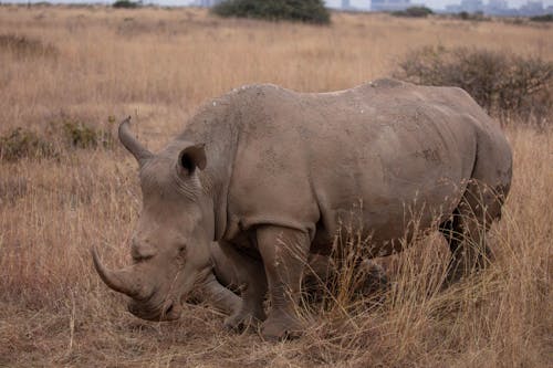 Rhinos in Grass