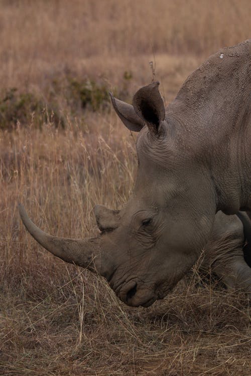 Rhino on Savannah in Kenya