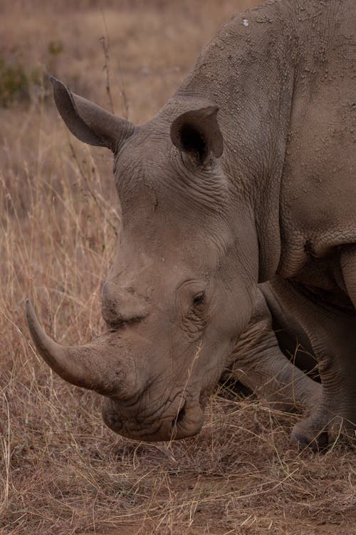 Black Rhino with Large Horn