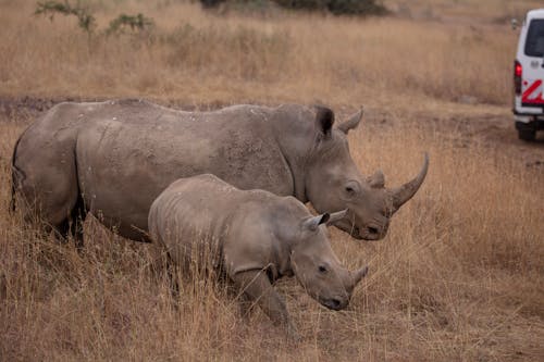 Gratis arkivbilde med afrika, afrikansk, afrikansk buffalo