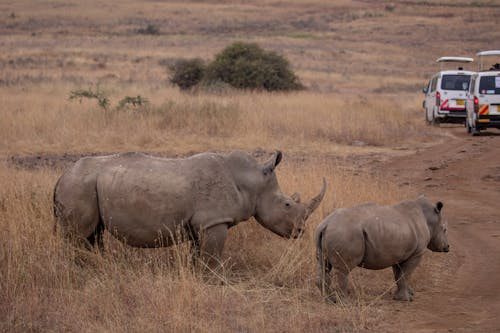 Rhino and calf