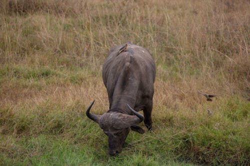 African Buffalo Eating Grass