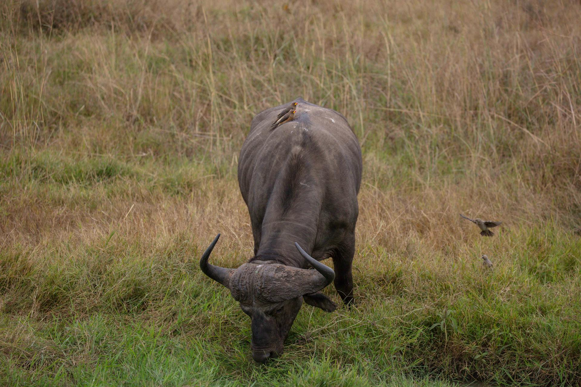 African Buffalo Eating Grass