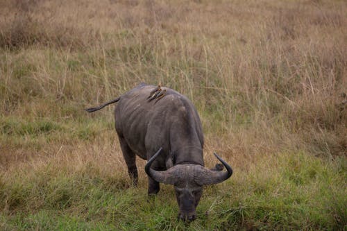 Gratis arkivbilde med afrika, afrikansk, afrikansk buffalo