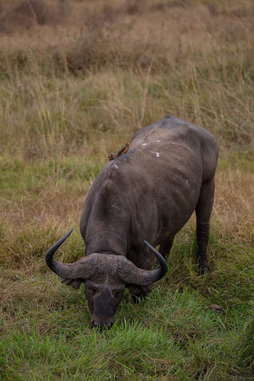 Gratis arkivbilde med å spise gress, afrika, afrikansk buffalo