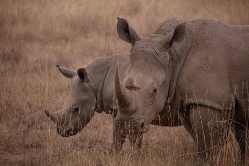 Rhinos on Savannah in Kenya