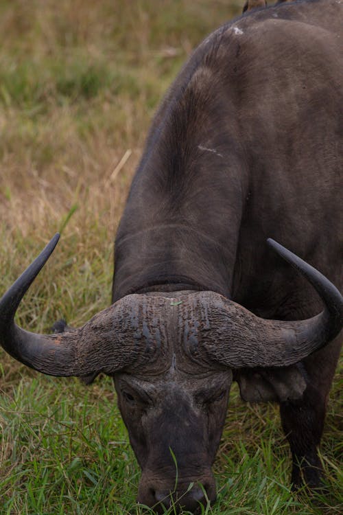Gratis arkivbilde med å spise gress, afrikansk buffalo, dyrefotografering
