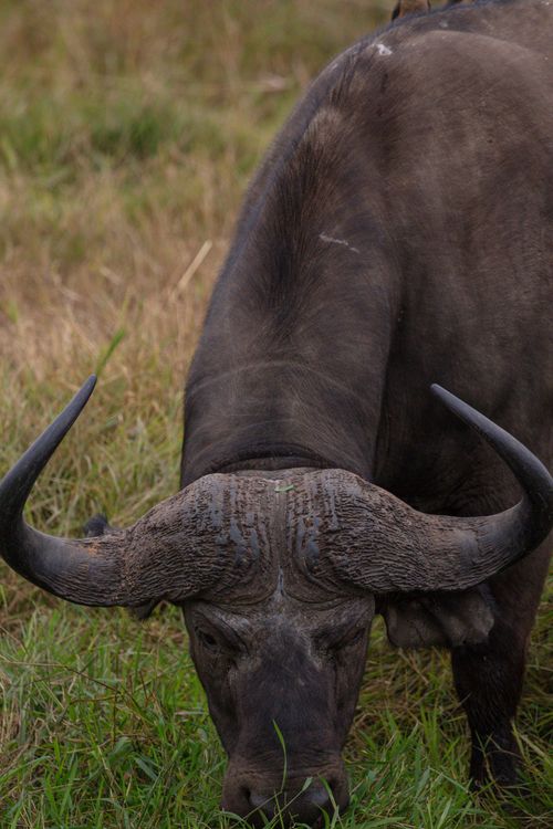 African Buffalo with Horns · Free Stock Photo