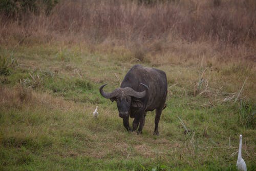 Gratis arkivbilde med afrika, afrikansk, afrikansk buffalo